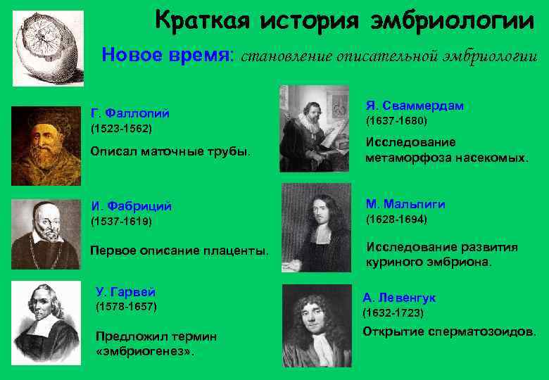 Краткая история эмбриологии Новое время: становление описательной эмбриологии Г. Фаллопий (1523 -1562) Я. Сваммердам