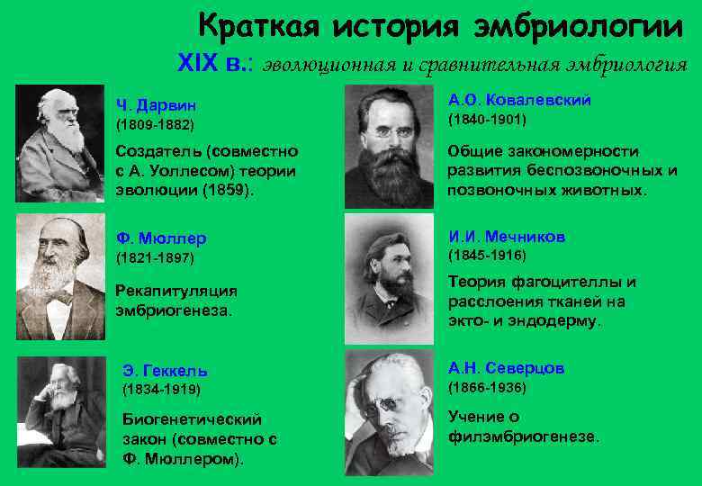Краткая история эмбриологии XIX в. : эволюционная и сравнительная эмбриология Ч. Дарвин А. О.