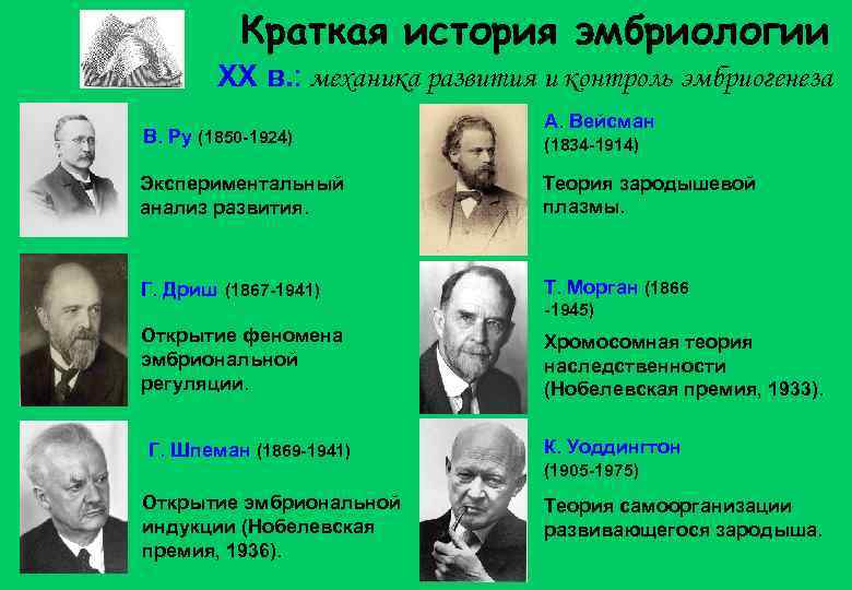 Краткая история эмбриологии XX в. : механика развития и контроль эмбриогенеза В. Ру (1850