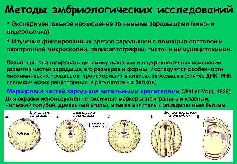 Методы эмбриологических исследований • Экспериментальное наблюдение за живыми зародышами (кино- и видеосъемка); • Изучение