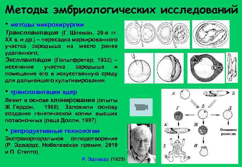 Методы эмбриологических исследований • методы микрохирургии Трансплантация (Г. Шпеман, 20 -е гг. XX в.