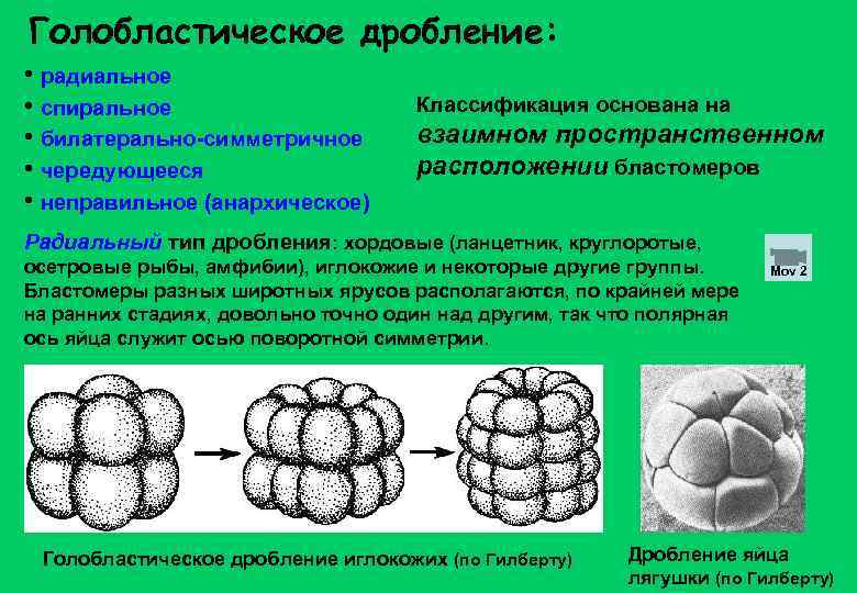 Голобластическое дробление: • радиальное • спиральное • билатерально-симметричное • чередующееся • неправильное (анархическое) Классификация