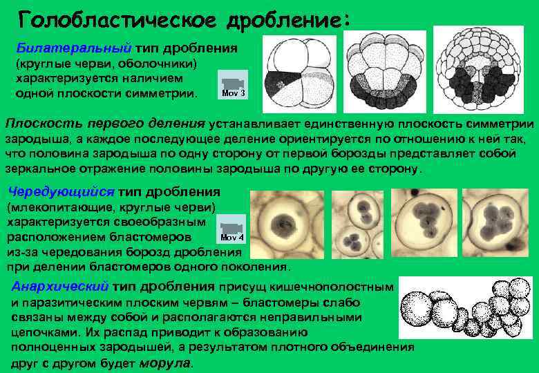 Голобластическое дробление: Билатеральный тип дробления (круглые черви, оболочники) характеризуется наличием одной плоскости симметрии. Mov