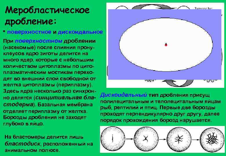 Меробластическое дробление: • поверхностное и дискоидальное При поверхностном дроблении (насекомые) после слияния пронуклеусов ядро