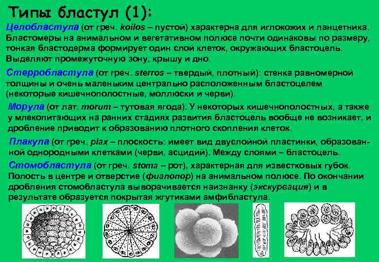 Типы бластул (1): Целобластула (от греч. koilos – пустой) характерна для иглокожих и ланцетника.