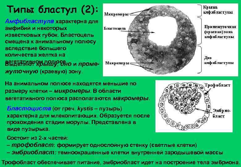 Типы бластул (2): Амфибластула характерна для амфибий и некоторых известковых губок. Бластоцель смещена к