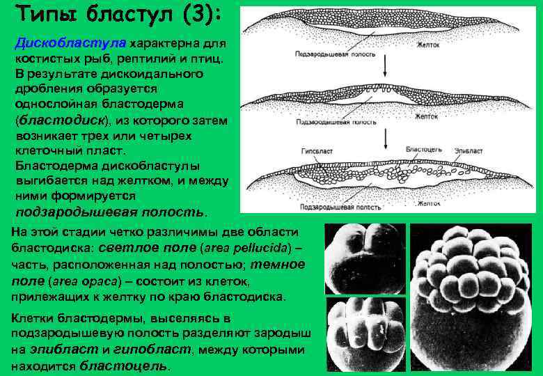 Типы бластул (3): Дискобластула характерна для костистых рыб, рептилий и птиц. В результате дискоидального