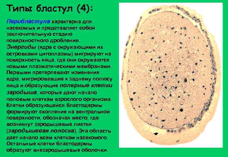 Типы бластул (4): Перибластула характерна для насекомых и представляет собой заключительную стадию поверхностного дробления.