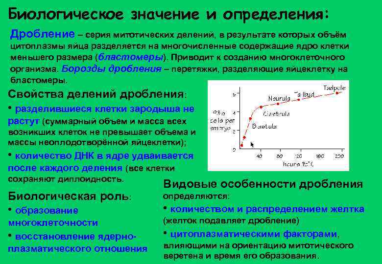 Биологическое значение и определения: Дробление – серия митотических делений, в результате которых объём цитоплазмы