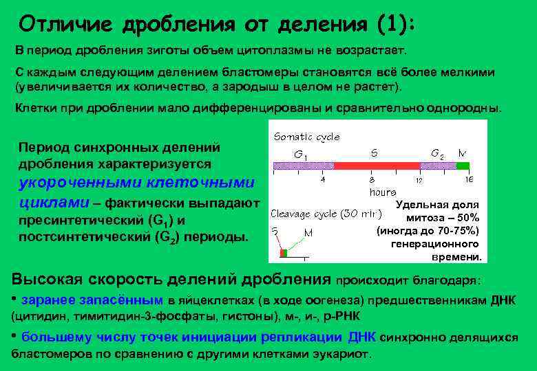 Отличие дробления от деления (1): В период дробления зиготы объем цитоплазмы не возрастает. С