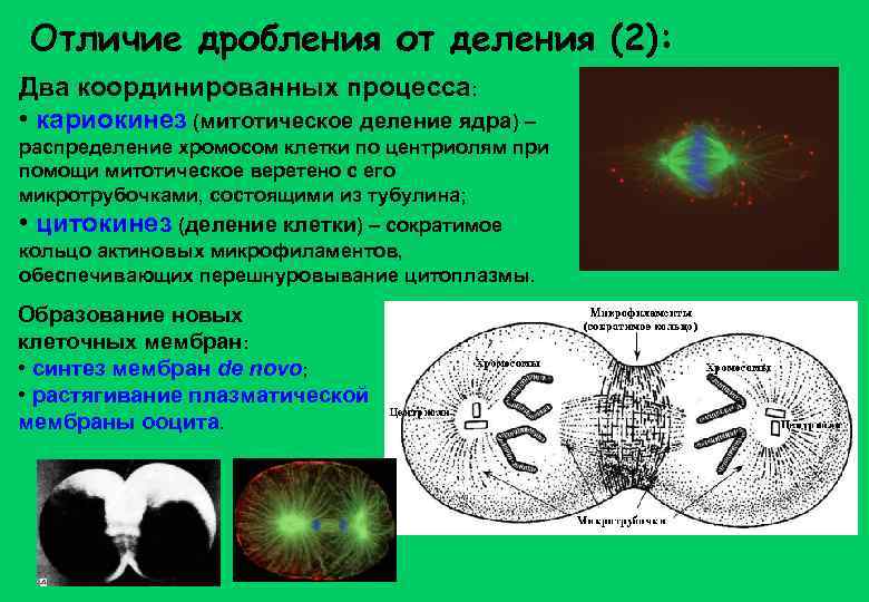 Отличие дробления от деления (2): Два координированных процесса: • кариокинез (митотическое деление ядра) –