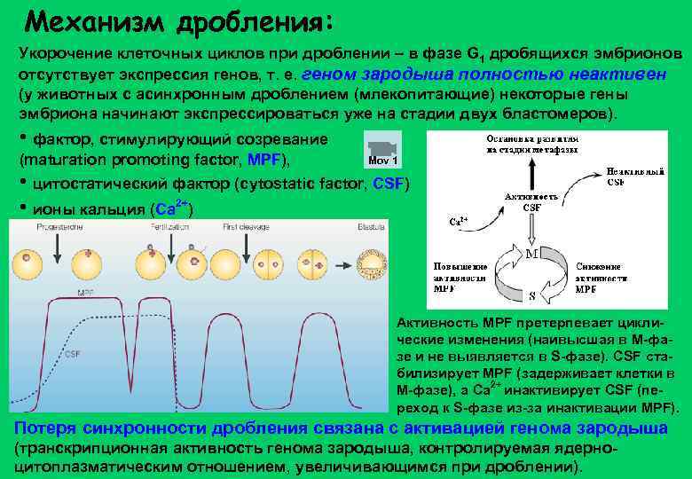 Механизм дробления: Укорочение клеточных циклов при дроблении – в фазе G 1 дробящихся эмбрионов