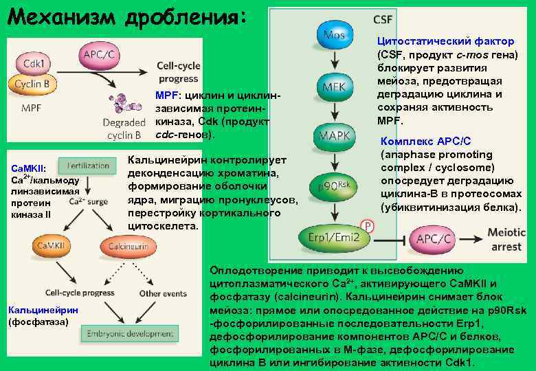 Механизм дробления: MPF: циклин и циклинзависимая протеинкиназа, Cdk (продукт cdc-генов). Ca. MKII: Ca 2+/кальмоду