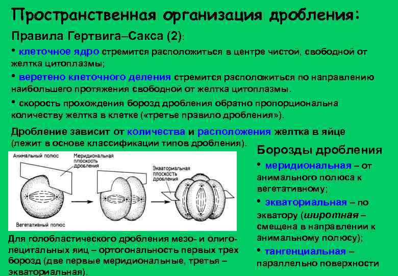 Пространственная организация дробления: Правила Гертвига–Сакса (2): • клеточное ядро стремится расположиться в центре чистой,