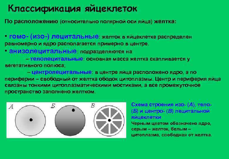 Классификация яйцеклеток По расположению (относительно полярной оси яйца) желтка: • гомо- (изо-) лецитальные: желток