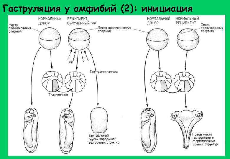 Гаструляция у амфибий (2): инициация 