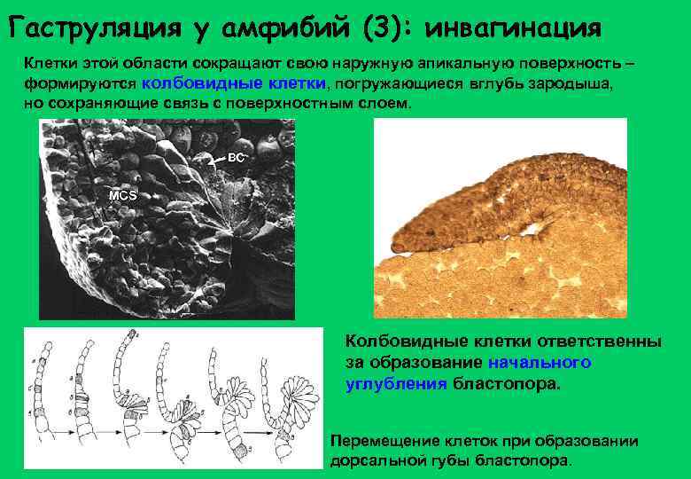 Гаструляция у амфибий (3): инвагинация Клетки этой области сокращают свою наружную апикальную поверхность –