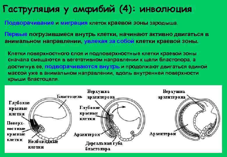 Гаструляция у человека схема