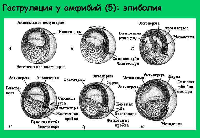 Гаструляция у амфибий (5): эпиболия 