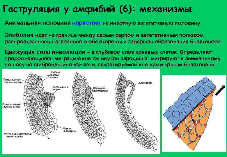 Гаструляция у амфибий (6): механизмы Анимальная половина нарастает на инертную вегетативную половину. Эпиболия идет