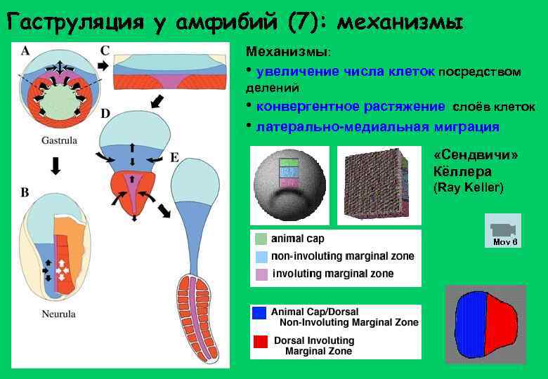 Гаструляция у амфибий (7): механизмы Механизмы: • увеличение числа клеток посредством делений • конвергентное