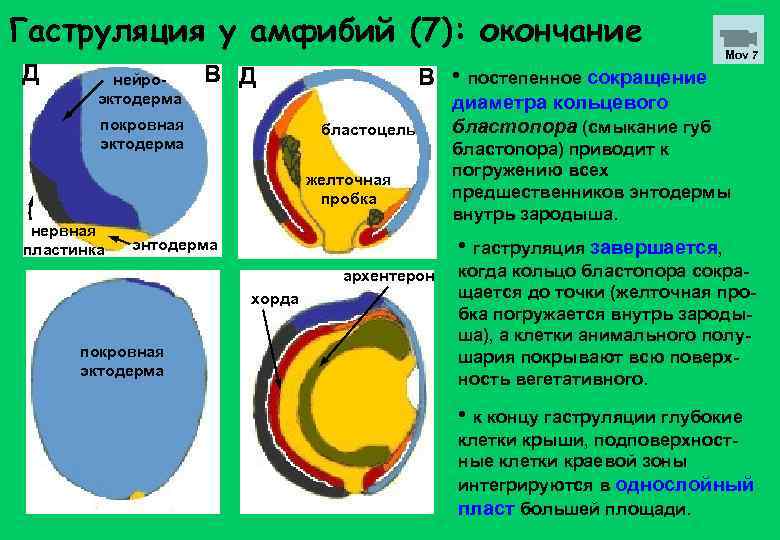 Гаструляция у амфибий (7): окончание Д нейро- эктодерма В Д покровная эктодерма В •