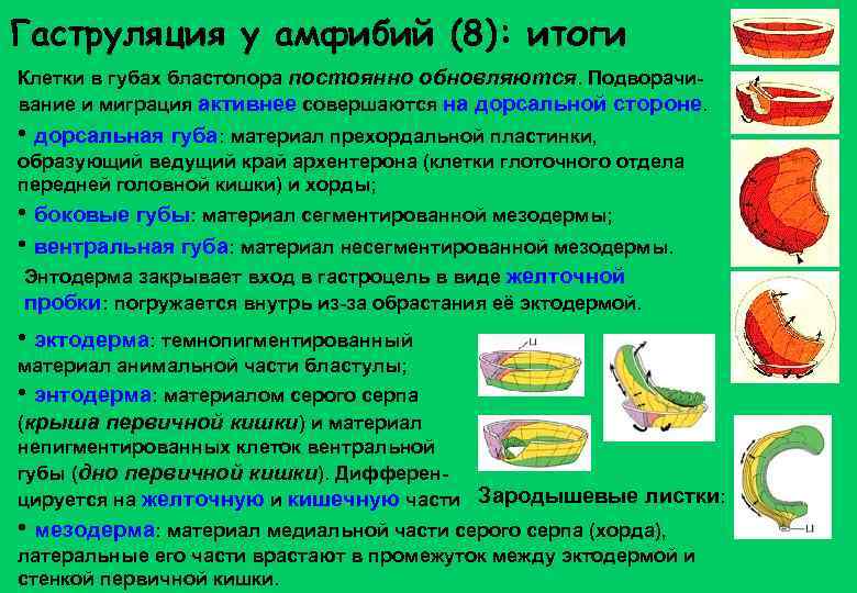 Гаструляция у амфибий (8): итоги Клетки в губах бластопора постоянно обновляются. Подворачивание и миграция