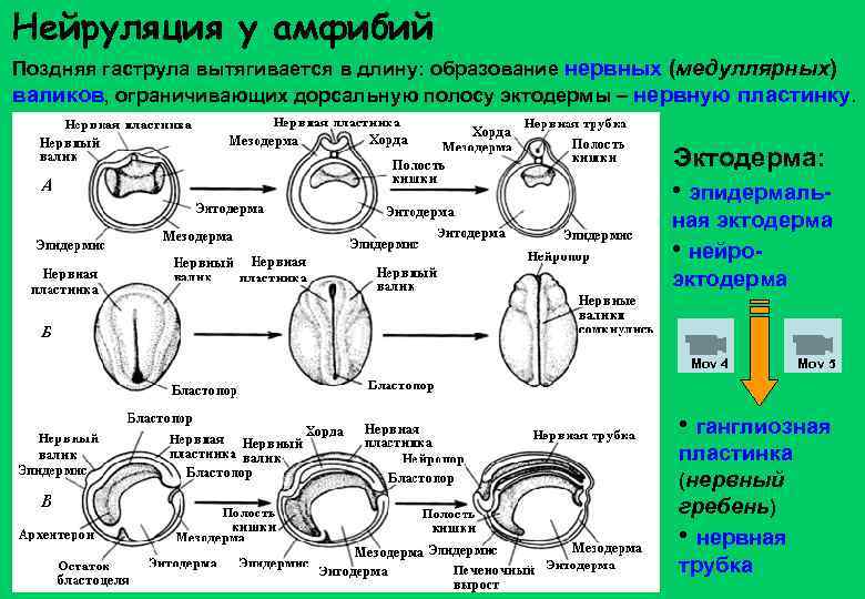 Нейруляция у амфибий Поздняя гаструла вытягивается в длину: образование нервных (медуллярных) валиков, ограничивающих дорсальную