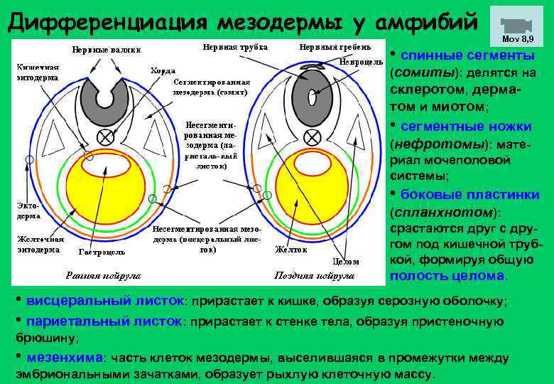 Дифференциация мезодермы у амфибий Mov 8, 9 • спинные сегменты (сомиты): делятся на склеротом,