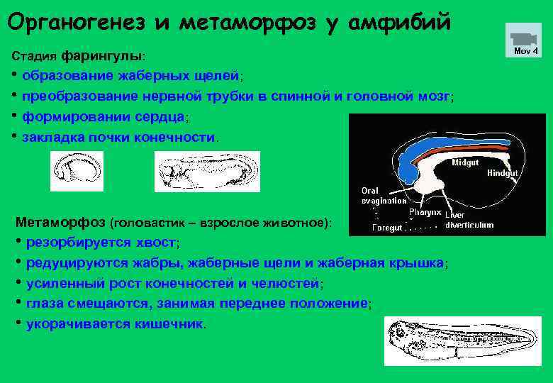 Органогенез и метаморфоз у амфибий Стадия фарингулы: • образование жаберных щелей; • преобразование нервной