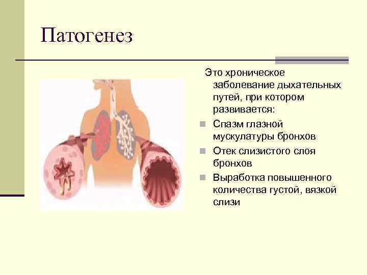 Патогенез Это хроническое заболевание дыхательных путей, при котором развивается: n Спазм глазной мускулатуры бронхов