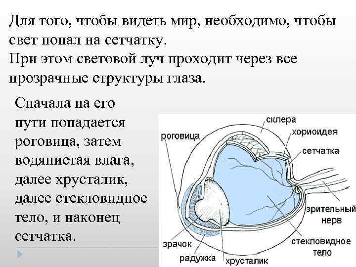 Для того, чтобы видеть мир, необходимо, чтобы свет попал на сетчатку. При этом световой