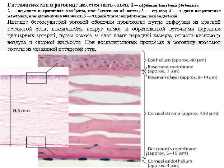 Гистологически в роговице имеется пять слоев. 1— передний эпителий роговицы; 2 — передняя пограничная