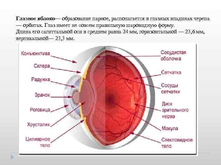 Глазное яблоко— образование парное, располагается в глазных впадинах черепа — орбитах. Глаз имеет не