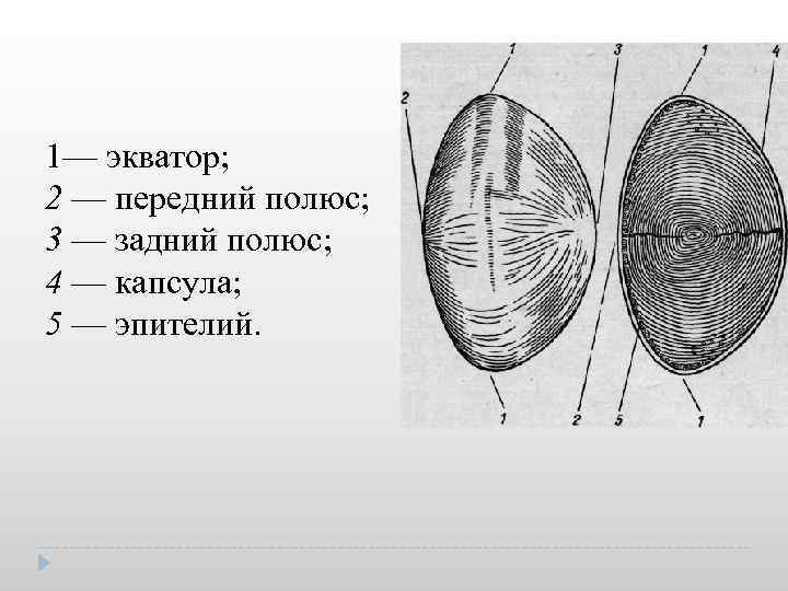 1— экватор; 2 — передний полюс; 3 — задний полюс; 4 — капсула; 5