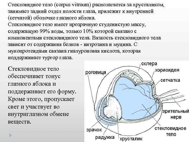 Стекловидное тело (corpus vitreum) располагается за хрусталиком, занимает задний отдел полости глаза, прилежит к