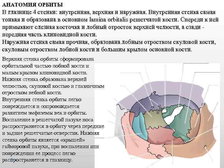 АНАТОМИЯ ОРБИТЫ В глазнице 4 стенки: внутренняя, верхняя и наружная. Внутренняя стенка самая тонкая