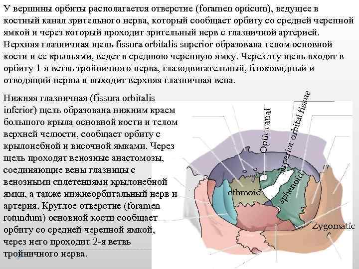 fissu e r orb ital erio en oid Sup ethmoid sp h Нижняя глазничная