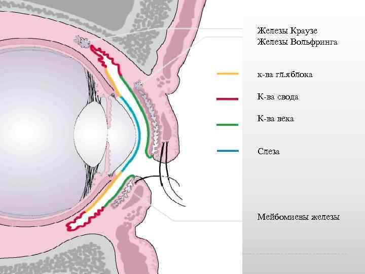 Железы Краузе Железы Вольфринга к ва гл. яблока К ва свода К ва века