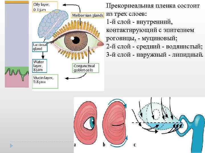 Прекорнеальная пленка состоит из трех слоев: 1 й слой внутренний, контактирующий с эпителием роговицы,