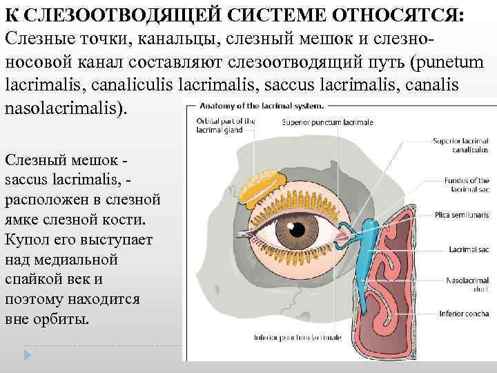 К СЛЕЗООТВОДЯЩЕЙ СИСТЕМЕ ОТНОСЯТСЯ: Слезные точки, канальцы, слезный мешок и слезно носовой канал составляют