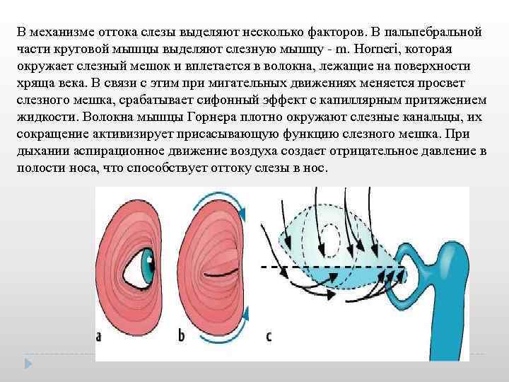 В механизме оттока слезы выделяют несколько факторов. В пальпебральной части круговой мышцы выделяют слезную