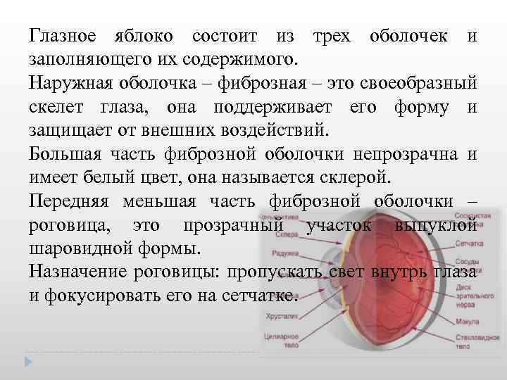 Глазное яблоко состоит из трех оболочек и заполняющего их содержимого. Наружная оболочка – фиброзная