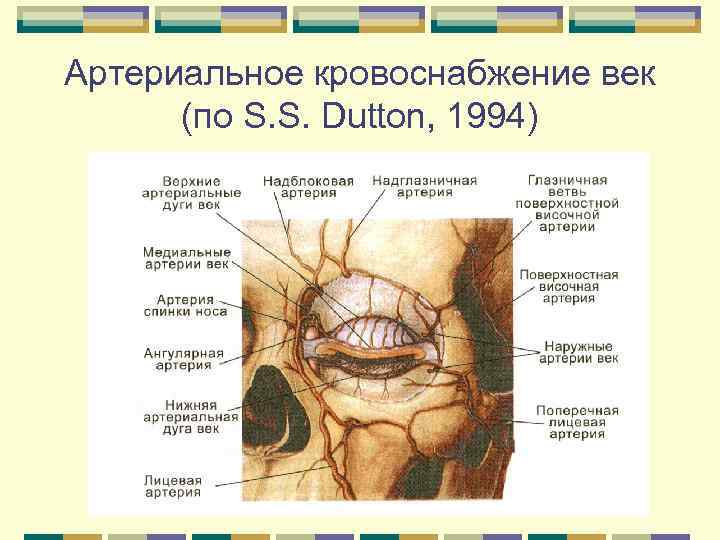 Артериальное кровоснабжение век (по S. S. Dutton, 1994) 