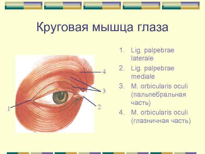 Круговая мышца глаза 4 3 1 2 1. Lig. palpebrae laterale 2. Lig. palpebrae