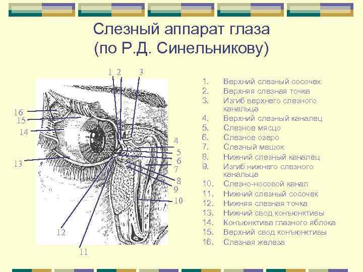Слезный аппарат глаза (по Р. Д. Синельникову) 1 2 16 15 14 3 1.