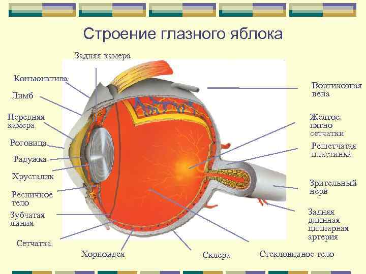 Строение глазного яблока Задняя камера Конъюнктива Вортикозная вена Лимб Передняя камера Желтое пятно сетчатки