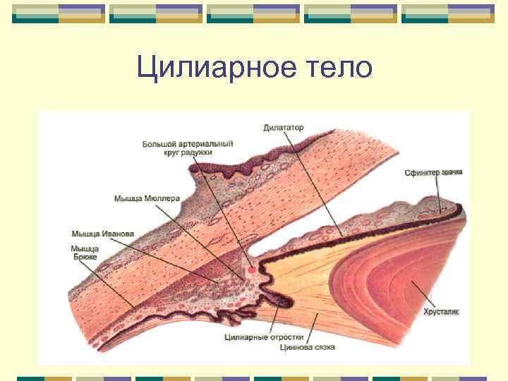 Общий план строения глаза гистология