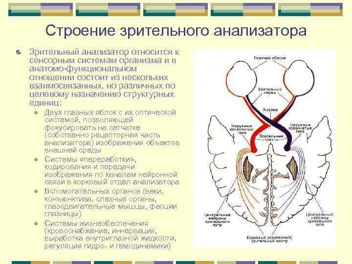 Укажите какие отделы зрительного анализатора отмечены на рисунке цифрами