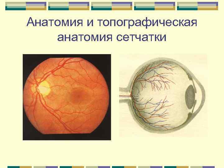 Анатомия и топографическая анатомия сетчатки 